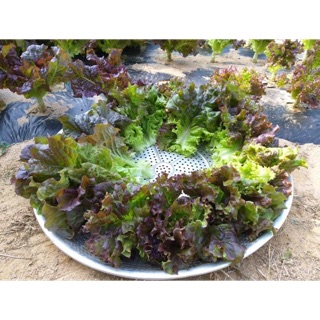 HẠT GIỐNG XÀ LÁCH PRIZED HÀNG MỸ