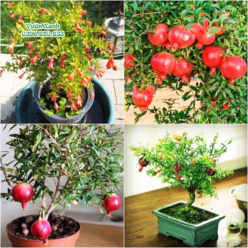 Hạt giống Cây lựu lùn (10H) 🌱