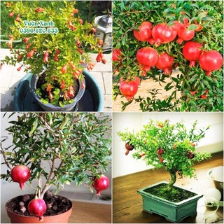 Hạt giống Cây lựu lùn (10H) 🌱