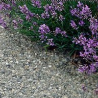 50h Hạt Giống Hoa Oải Hương Lavender