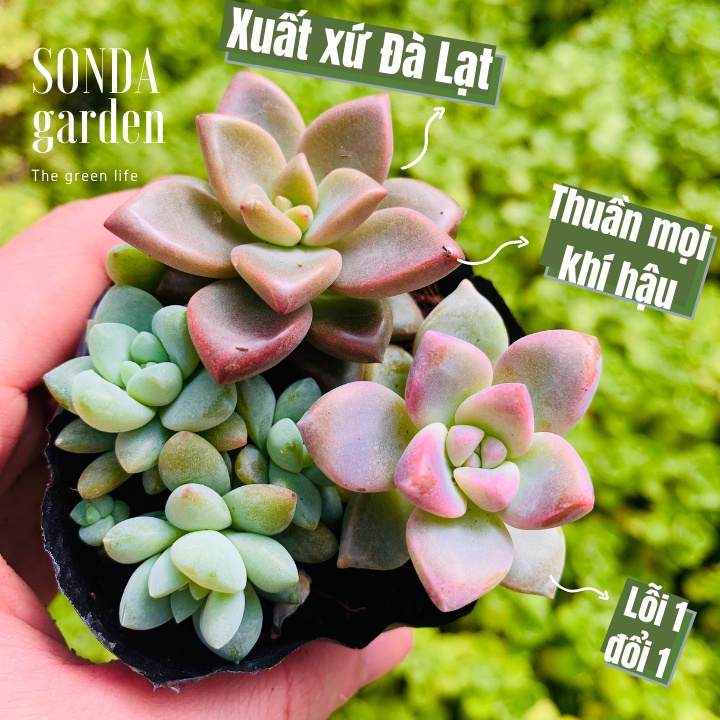 Sen đá mix thập cẩm SONDA GARDEN size bé 5-8cm, xuất xứ Đà Lạt, khoẻ đẹp, lỗi 1 đổi 1