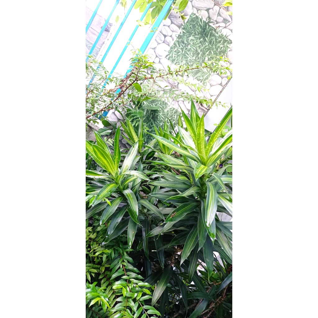 Trúc bách hợp - cắt cành 30-40cm