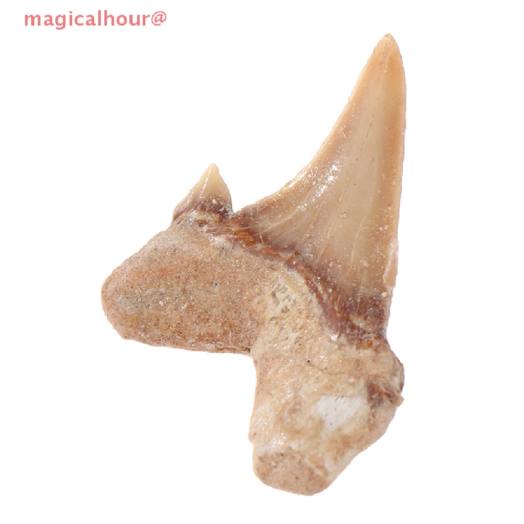 Mặt Dây Chuyền Hình Răng Cá Mập Bằng Khoáng Chất Tự Nhiên Mới