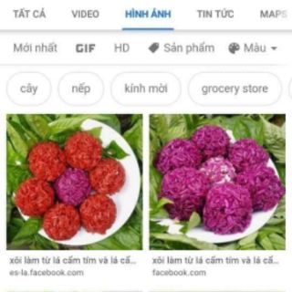 Com bo 5 cây câm tím cẩm đỏ chỉ 75 k