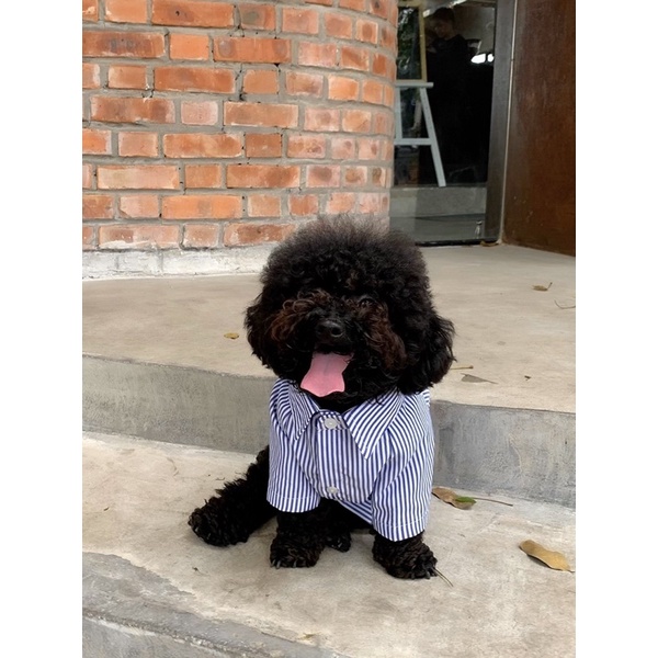 Sơ mi đôi Sen và Boss kẻ xanh Hàn Quốc 🐶