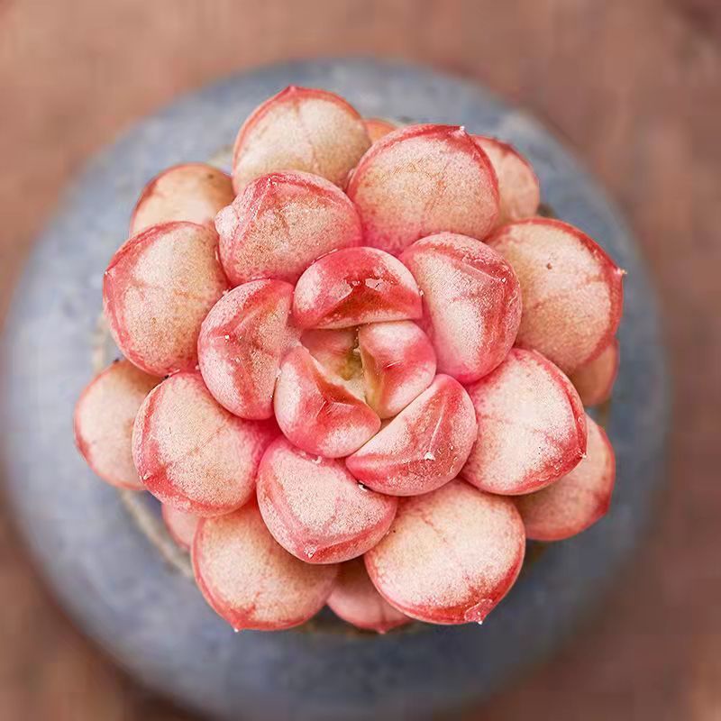 50 Giống quý hiếm Hạt sen đá mọng nước Quả bóng Lá đào Trứng phô mai 50h