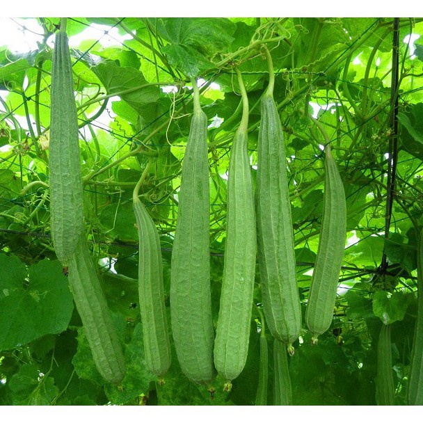 HẠT GIỐNG MƯỚP KHÍA THÁI LAN SIÊU TRÁI