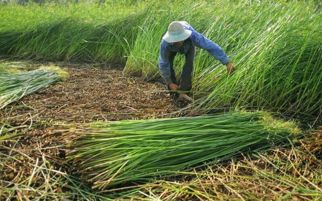 Chiếu lát hoa văn xuất khẩu miền tây đủ size