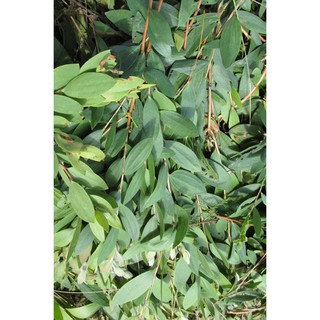 Dầu tràm H.U.E'S (Huế) chai 75ml