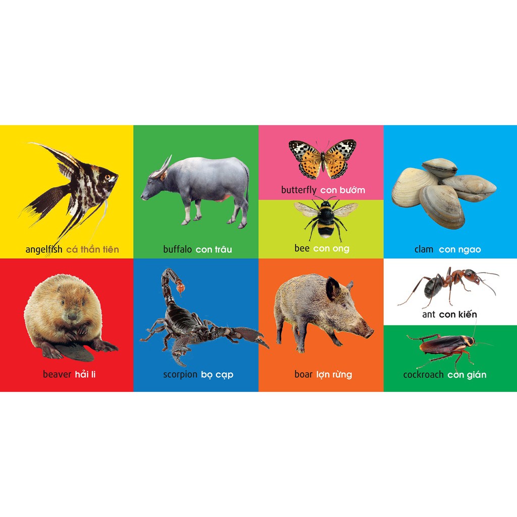 Sách : 101 Từ đầu tiên Động Vật