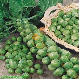 Bộ 1 gói hạt giống bắp cải mini.