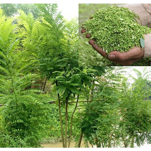 COMBO 2 CÂY GIỐNG CÂY HOA HÒE ,