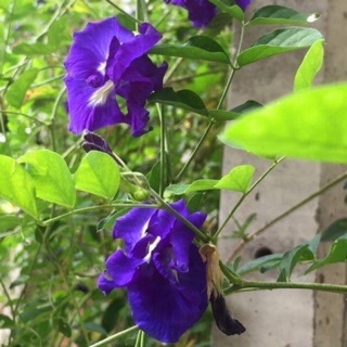 Cây giống hoa đậu biếc