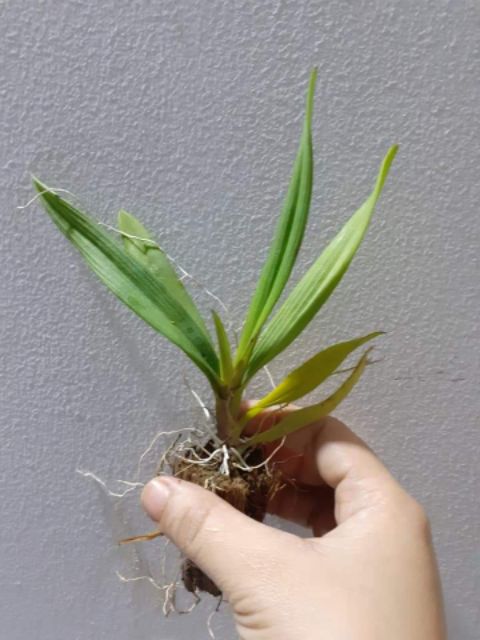 Hoa lan vũ nữ peru