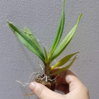 Hoa lan vũ nữ peru