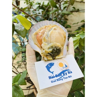 Giá sỉ 1kg sò điệp nhật nguyên con