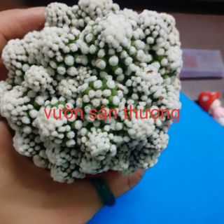 Xương rồng đám mây 1 chậu