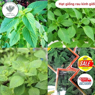 Hạt giống rau kinh giới f1 gói 2gr #raukinhgioi #hatgiongkinhgioi