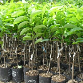 combo 2 Cây mãng cầu xiêm