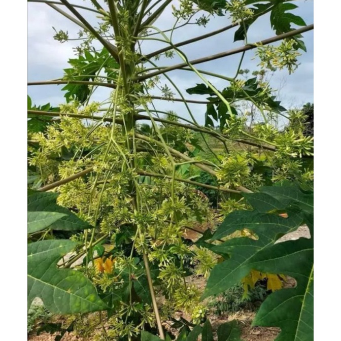 Gói 100 HẠT GIỐNG ĐU ĐỦ ĐỰC LÙN SIÊU HOA