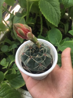 XƯƠNG RỒNG THẦN LONG