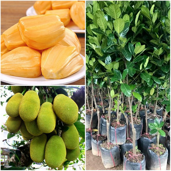 Cây mít thái ra quả siêu sớm sau 12 tháng