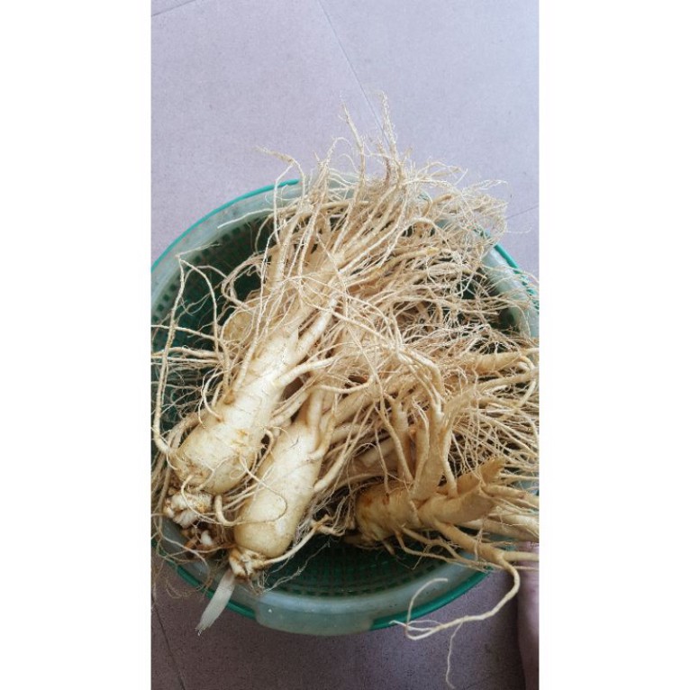 Sâm Tươi Hàn Quốc 5 Củ 1 Kg Thân Dài Loại 1