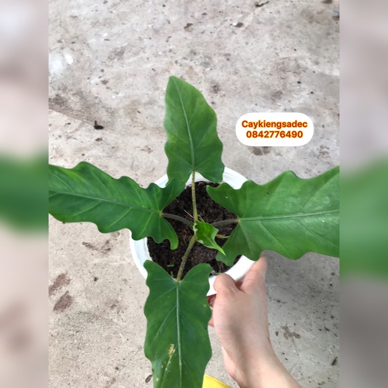 caykiengsadec - Cây alocasia môn thiên đường - tặng phân bón - trang trí nội thất cảnh quan sân vườn ngoài trời