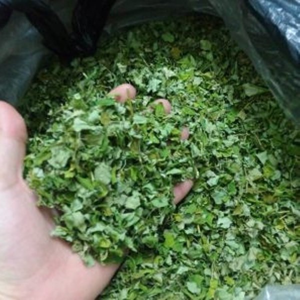 Bột chùm ngây sấy lạnh ShinHome - 100g - cam kết tự nhiên, an toàn