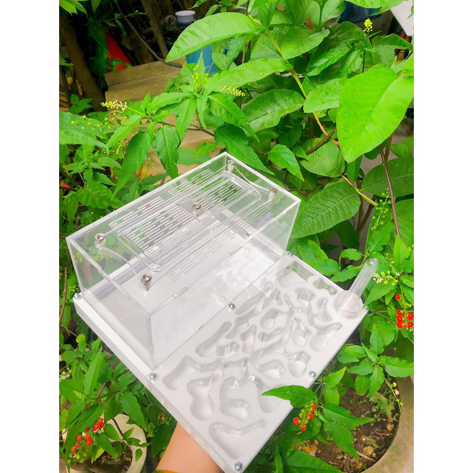 Tổ nuôi kiến 20-20-10cm (Formicarium acrylic)