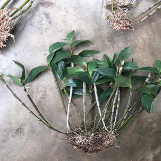 Hoa lan kiều tím- kiều thuỷ tiên+ 700g phân thỏ hữu cơ