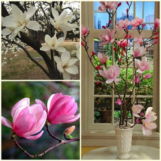 3 Hạt Giống Hoa Mộc Lan [CHẤT LƯỢNG]