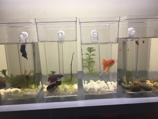 Bể cá cảnh Mini