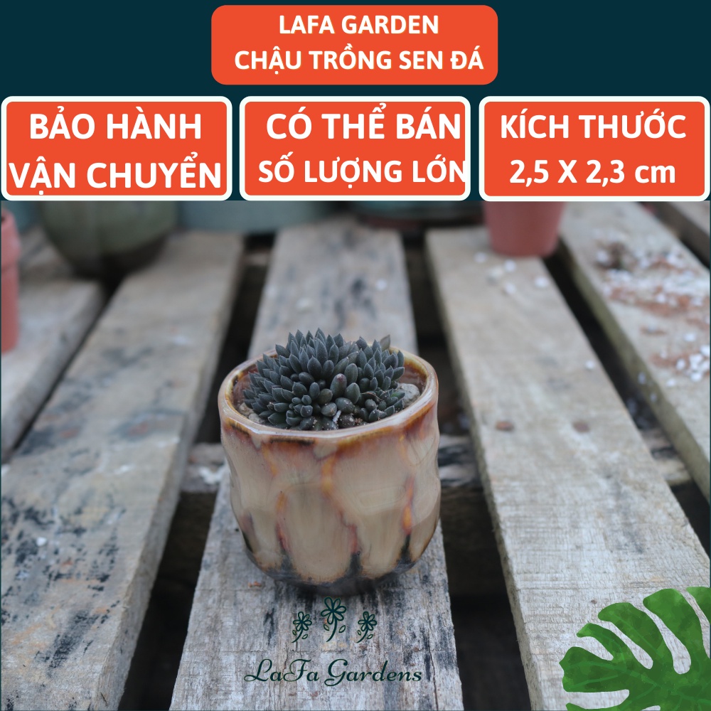 Chậu trồng sen đá đất nung 1 cái LAFA GARDEN, đặc biệt chuyên trồng cây sen đá