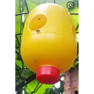 Lồng bẫy ruồi