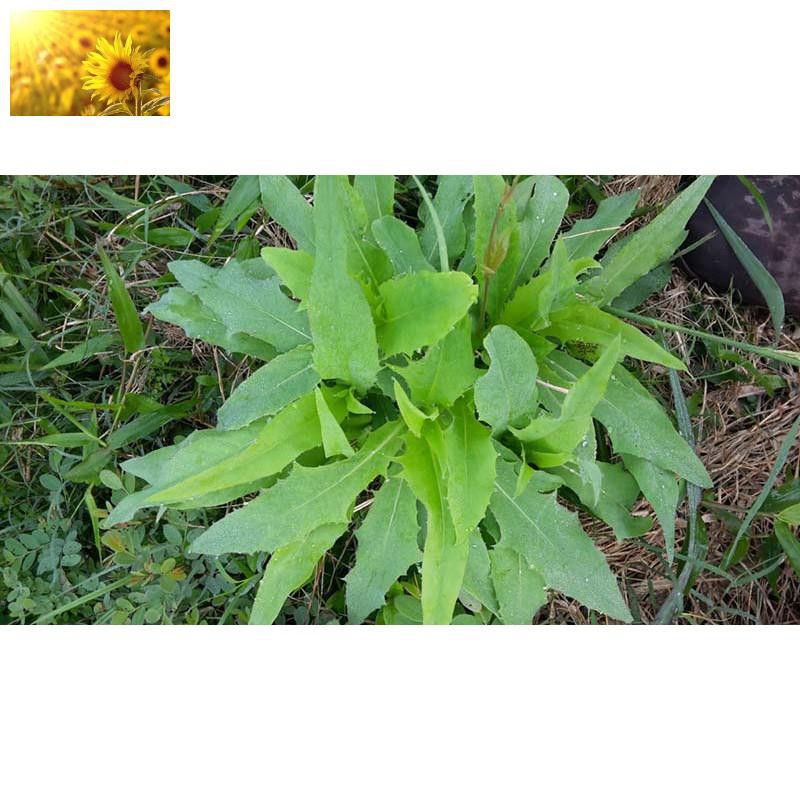 Hạt Giống Bồ Công Anh  - Dễ Trồng, Dinh Dưỡng, Năng Suất Cao - MUA 3 TẶNG 1 CÙNG LOẠI