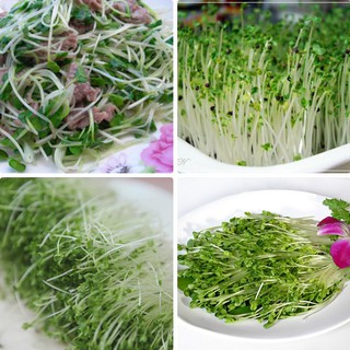 500g hạt giống rau mầm củ cải trắng/đỏ