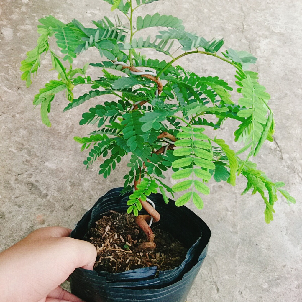 Cây Me Bonsai - cây cảnh bonsai