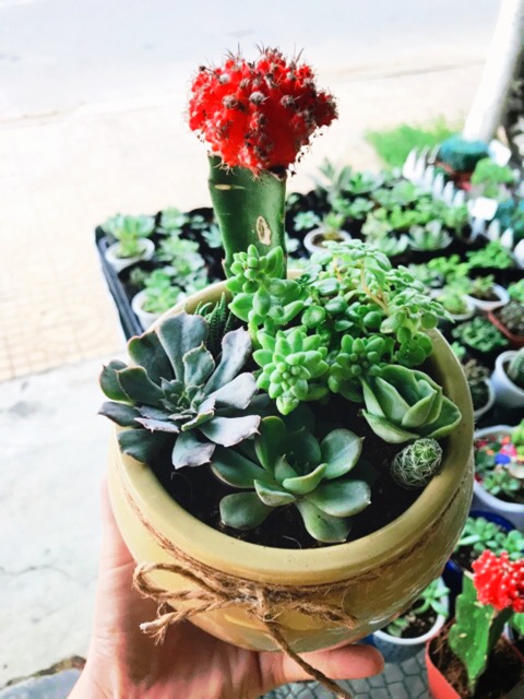 Lu sứ trồng cây, nuôi cá