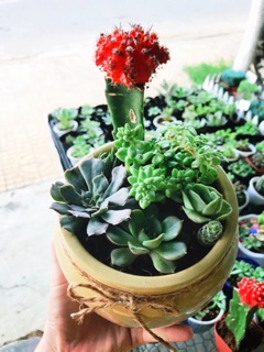 Lu sứ trồng cây, nuôi cá (Cao 11cm & 16cm)
