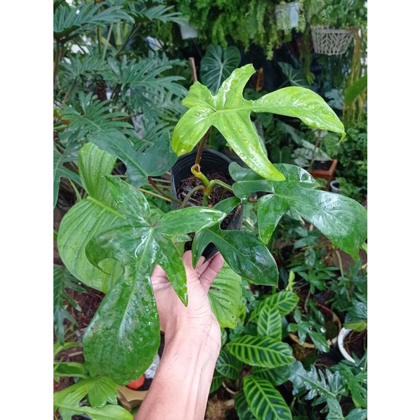 Cây én xanh-Philodenron florida beauty green