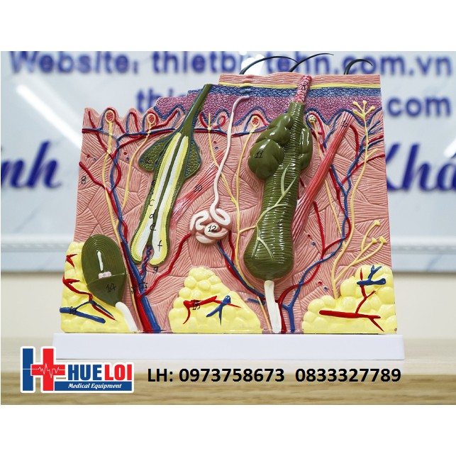 Mô hình cấu tạo các lớp da