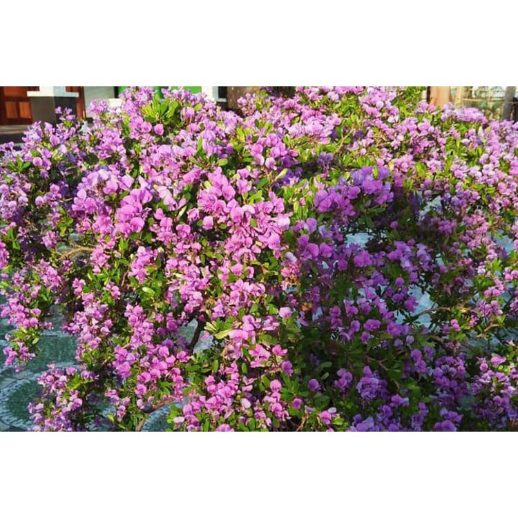 LINH SAM SIÊU HOA--HÀNG CÀNH CHIẾT