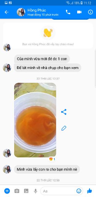 NẤM THỦY SÂM KOMBUCHA (SIZE NHỎ)+ TẶNG KÈM NƯỚC CỐT NGUYÊN CHẤT XỊN XÒ, NẤM KHỎE CHẤT LƯỢNG, | BigBuy360 - bigbuy360.vn