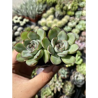 Sen Đá Viền Lửa 5cm