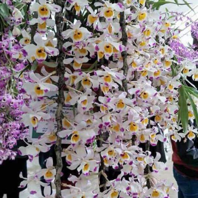 U lồi u lồi khách ơi