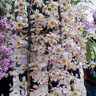 U lồi u lồi khách ơi