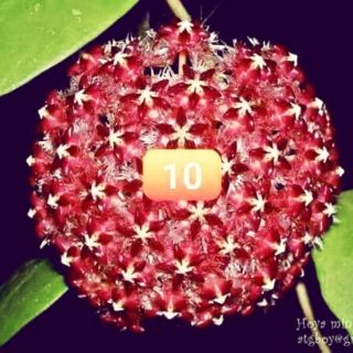 Cây giống lan cẩm cù