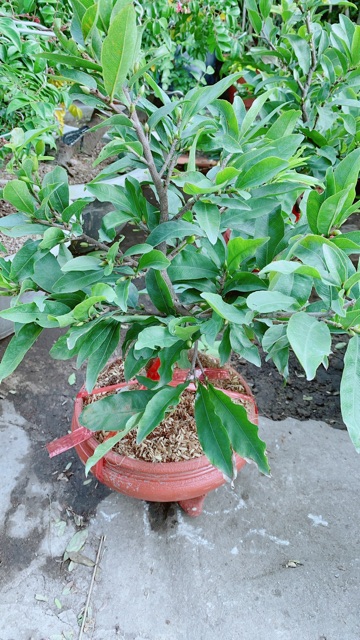 Chậu Mai Vàng