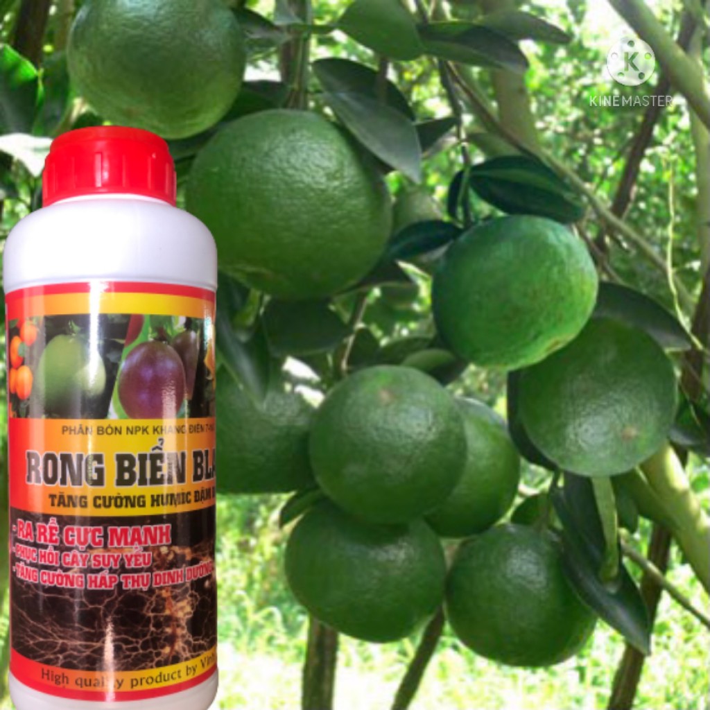 Phân Rong Biển Black chai 1000ml  tái tạo bộ rễ, dưỡng cây chuyên dùng cây ăn quả,hoa hồng, rau màu longf1